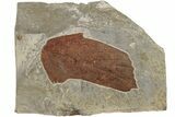 Fossil Leaf (Beringiaphyllum) - Montana #188703-1